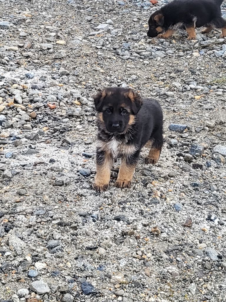 Du Bord Du Garonne - Chiot disponible  - Berger Allemand